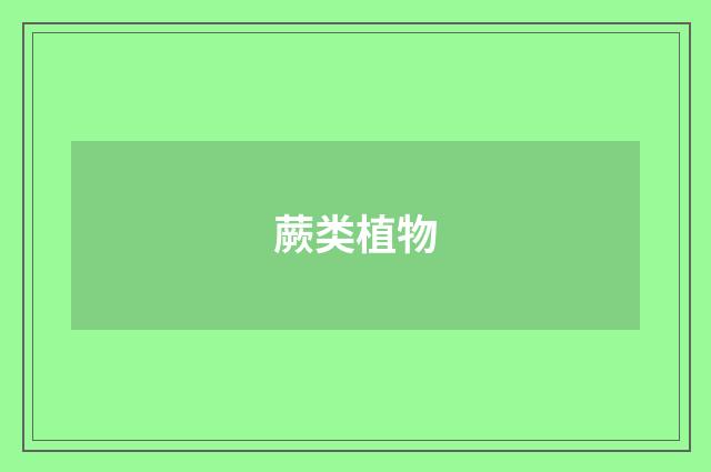 蕨类植物