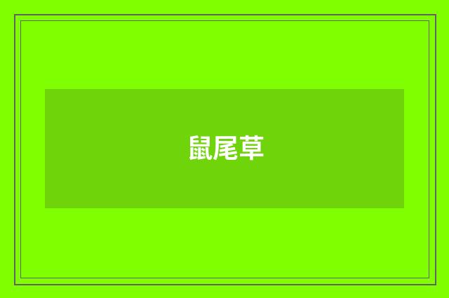 鼠尾草