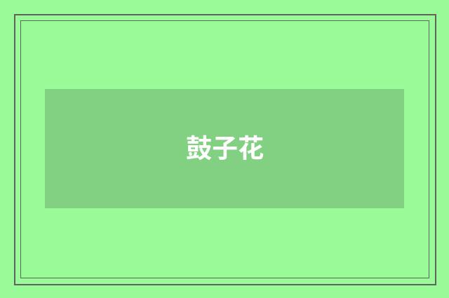 鼓子花