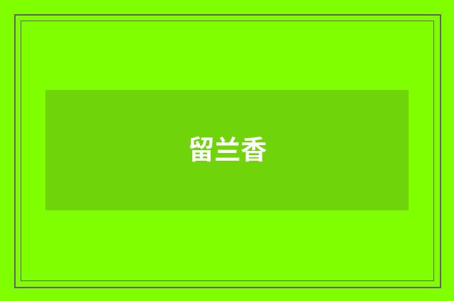 留兰香