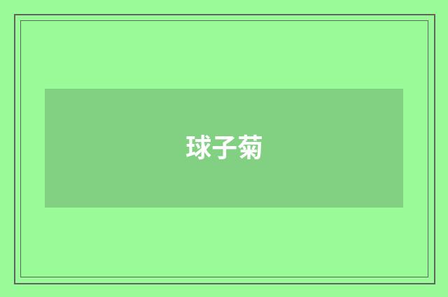 球子菊