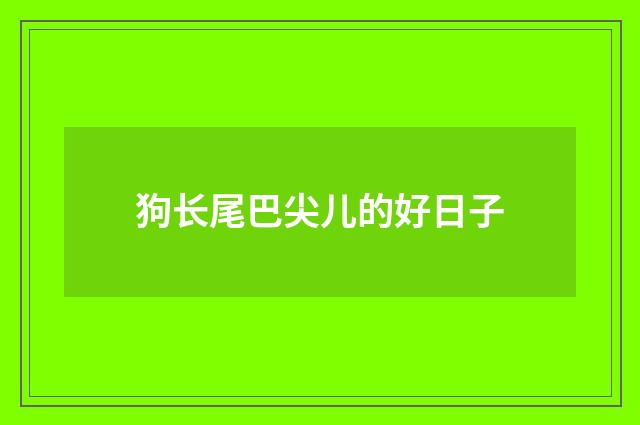 狗长尾巴尖儿的好日子