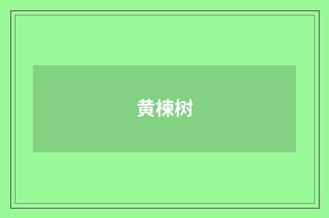 黄楝树