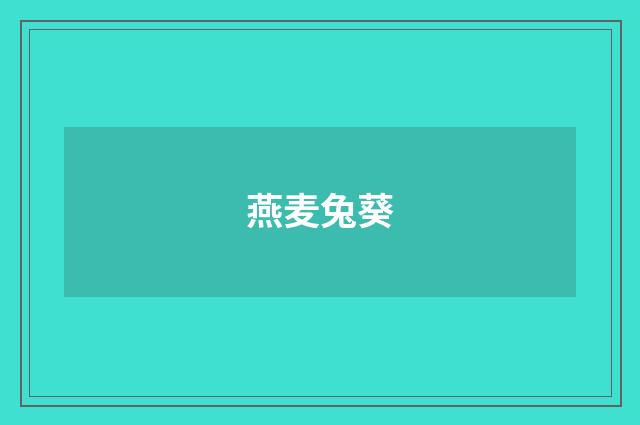 燕麦兔葵