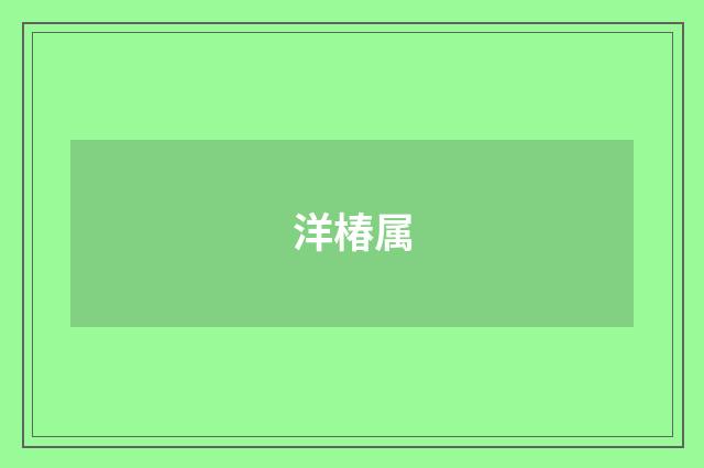 洋椿属