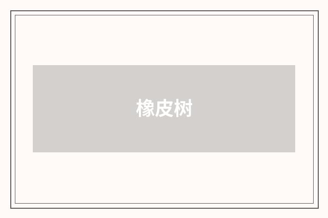 橡皮树