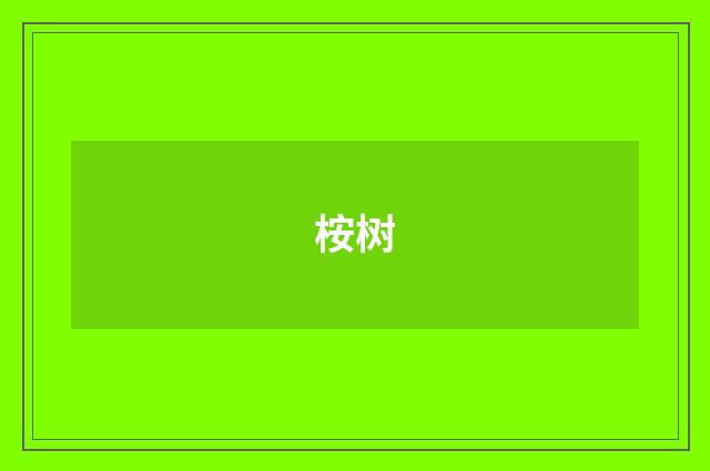 桉树
