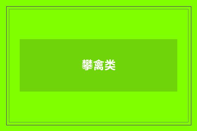 攀禽类