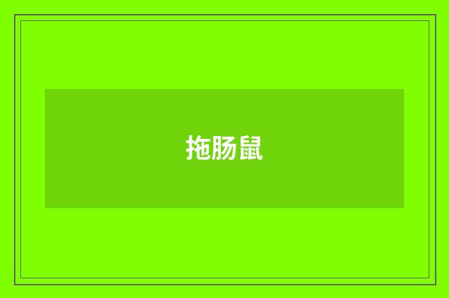 拖肠鼠