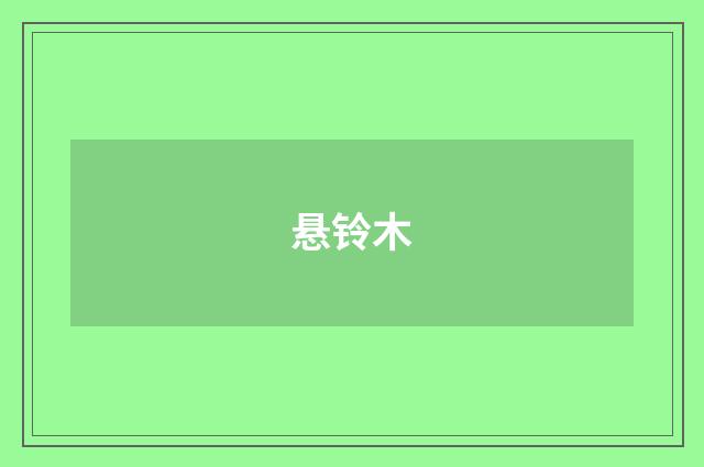悬铃木
