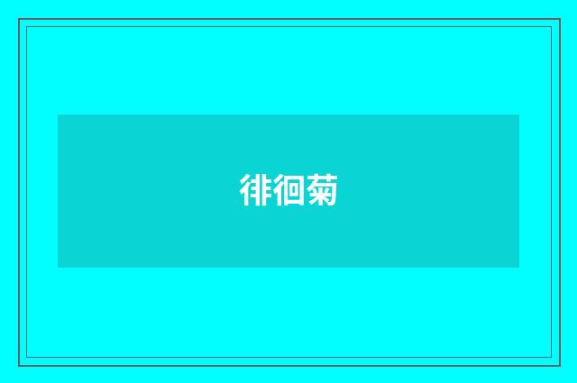 徘徊菊