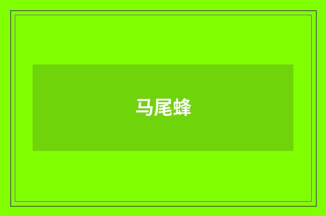 马尾蜂