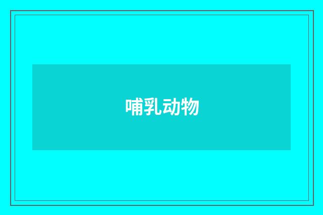 哺乳动物