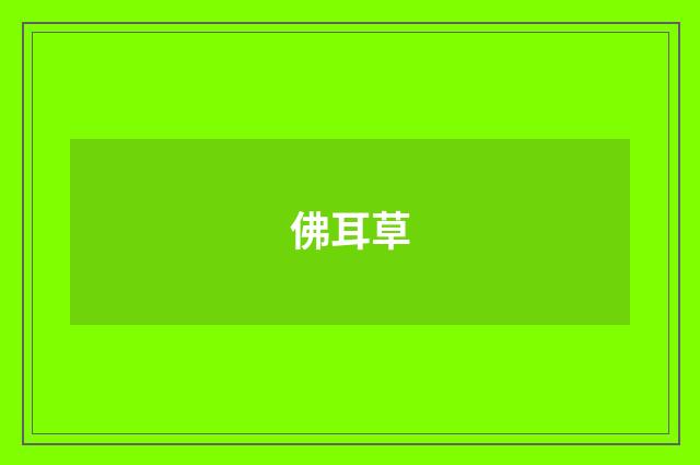 佛耳草