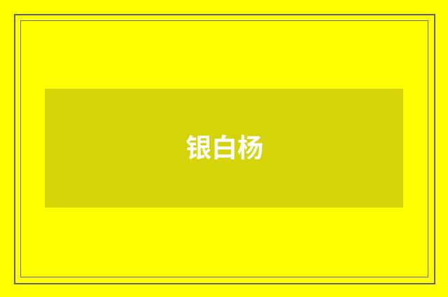 银白杨
