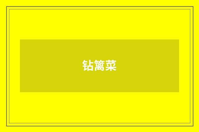 钻篱菜