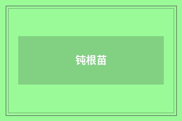 钝根苗