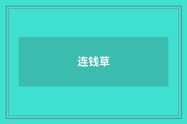 连钱草
