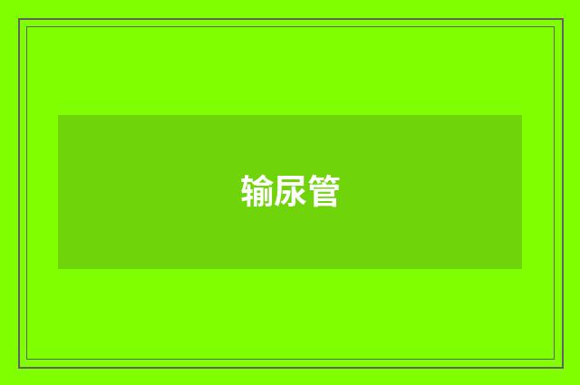 输尿管