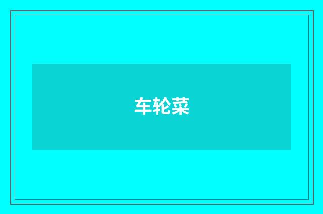 车轮菜