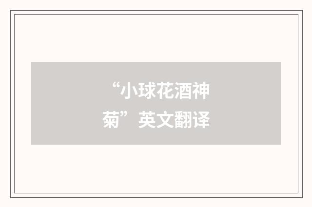 “小球花酒神菊”英文翻译