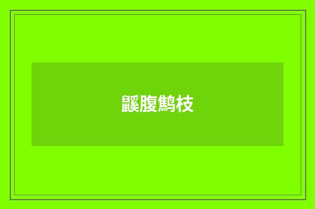 鼷腹鹪枝