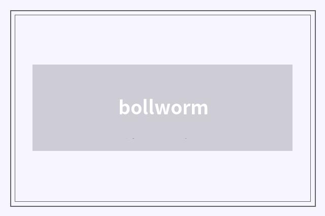 bollworm