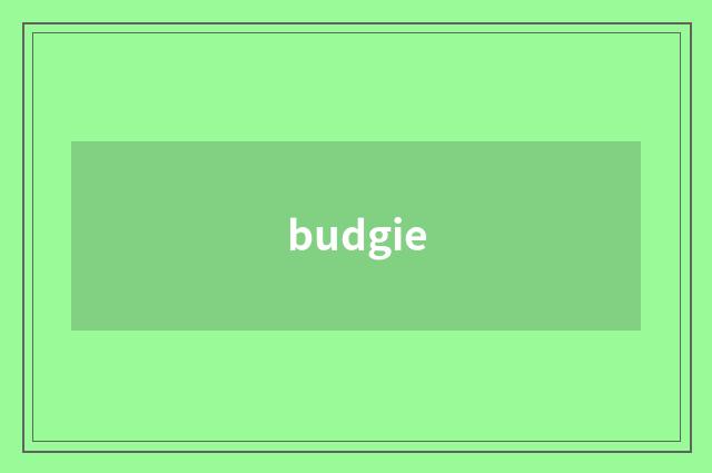 budgie