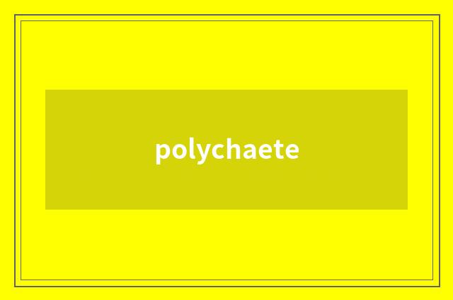polychaete
