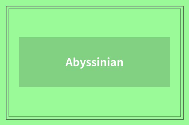 Abyssinian