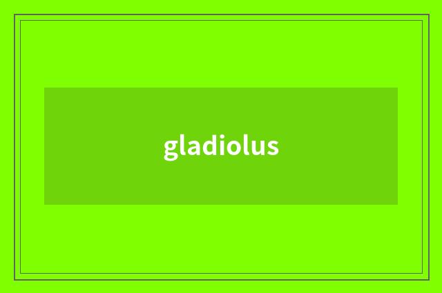 gladiolus