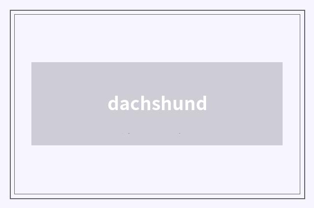 dachshund
