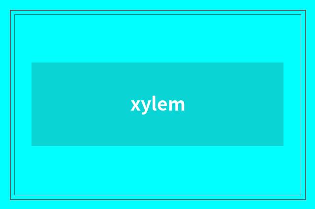 xylem