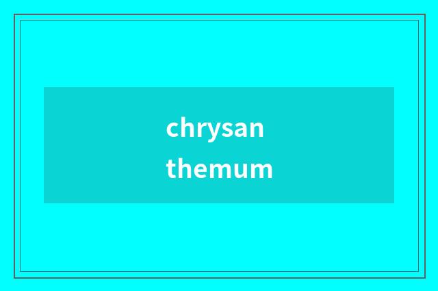 chrysanthemum