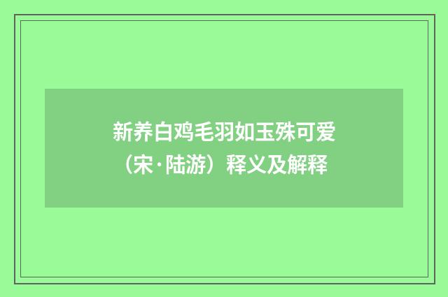 新养白鸡毛羽如玉殊可爱（宋·陆游）释义及解释