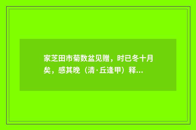 家芝田市菊数盆见赠，时已冬十月矣，感其晚（清·丘逢甲）释义及解释
