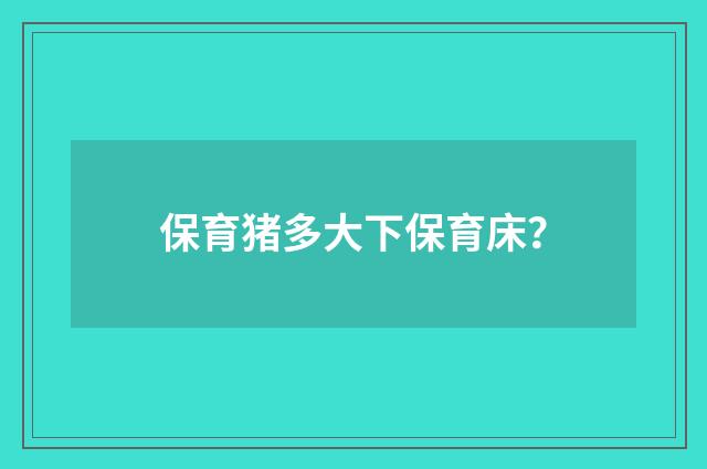 保育猪多大下保育床？