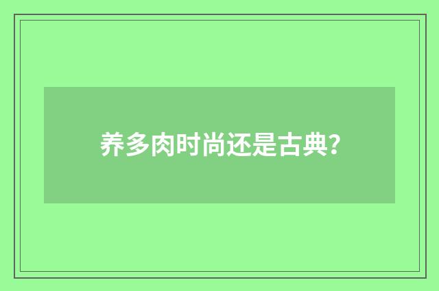 养多肉时尚还是古典？