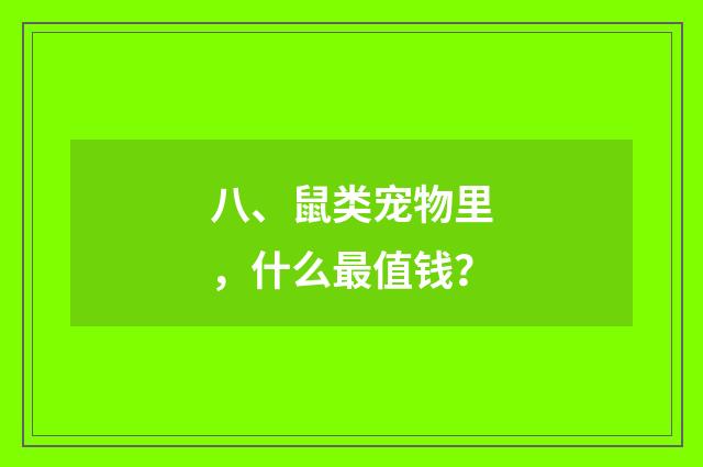 八、鼠类宠物里,什么最值钱?
