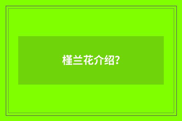 槿兰花介绍？