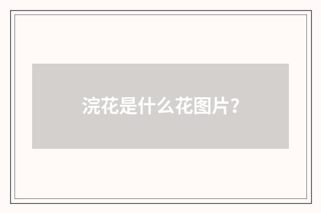 浣花是什么花图片？