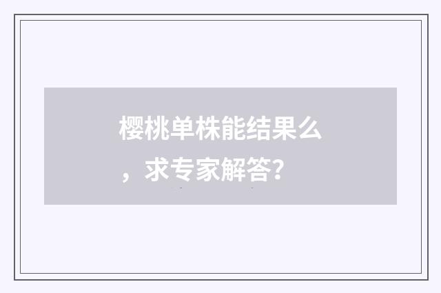 樱桃单株能结果么，求专家解答？