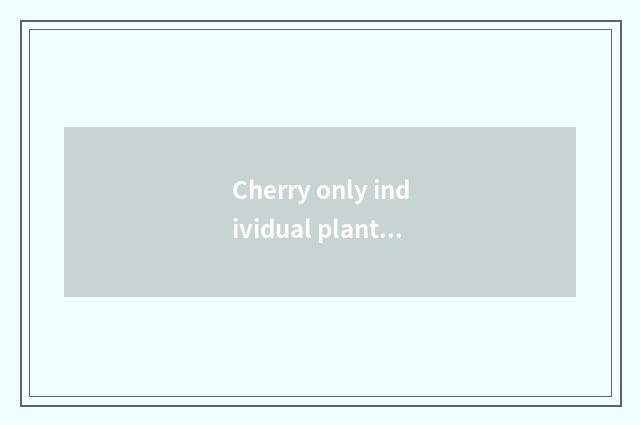 Cherry only individual plant can result, beg an expert to solve?