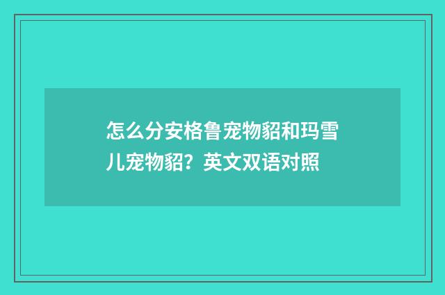 怎么分安格鲁宠物貂和玛雪儿宠物貂？英文双语对照