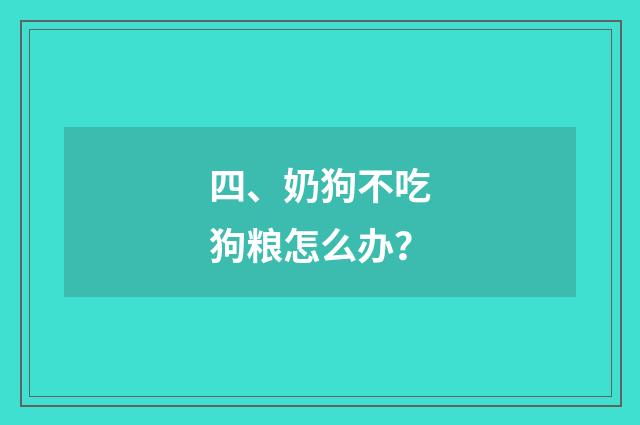 四、奶狗不吃狗粮怎么办？