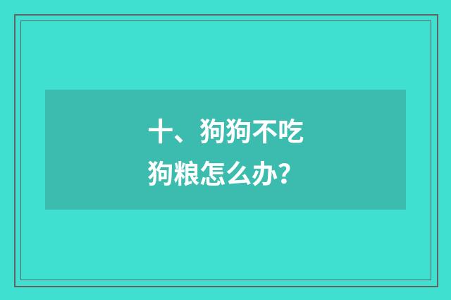 十、狗狗不吃狗粮怎么办？