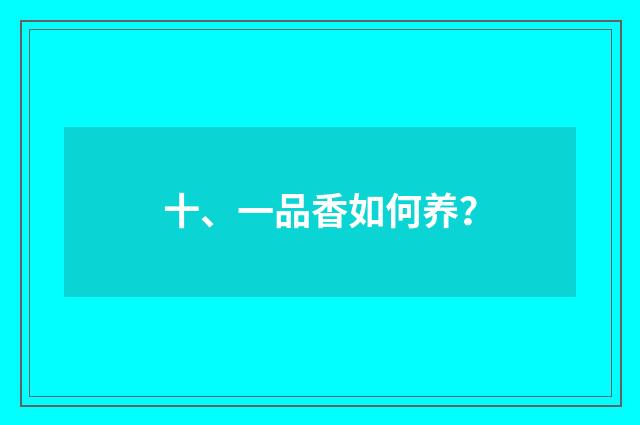 十、一品香如何养？