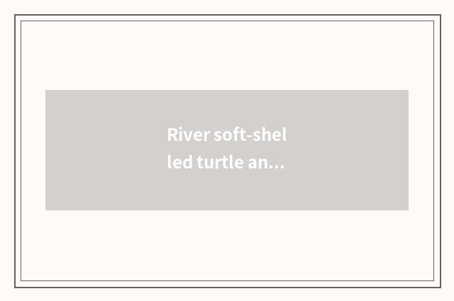 River soft-shelled turtle and the distinction of fish of river the Huaihe River?