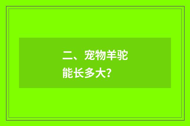 二、宠物羊驼能长多大?