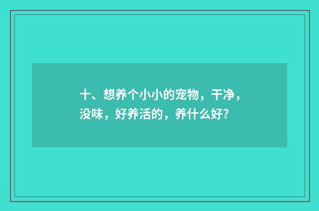 十、想养个小小的宠物,干净,没味,好养活的,养什么好?